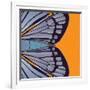 Tangerine Iris-Belen Mena-Framed Giclee Print