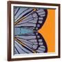 Tangerine Iris-Belen Mena-Framed Giclee Print