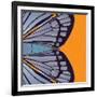 Tangerine Iris-Belen Mena-Framed Giclee Print