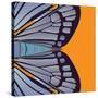 Tangerine Iris-Belen Mena-Stretched Canvas