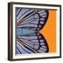 Tangerine Iris-Belen Mena-Framed Giclee Print