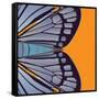 Tangerine Iris-Belen Mena-Framed Stretched Canvas