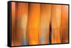 Tangerine on Grey-Andrew Michaels-Framed Stretched Canvas