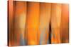 Tangerine on Grey-Andrew Michaels-Stretched Canvas