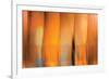 Tangerine on Grey-Andrew Michaels-Framed Photographic Print
