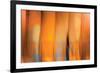 Tangerine on Grey-Andrew Michaels-Framed Photographic Print