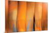 Tangerine on Grey-Andrew Michaels-Mounted Photographic Print