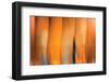 Tangerine on Grey-Andrew Michaels-Framed Photographic Print