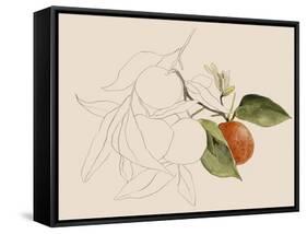 Tangerine Sketch I-Annie Warren-Framed Stretched Canvas