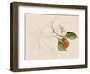 Tangerine Sketch I-Annie Warren-Framed Art Print