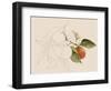 Tangerine Sketch I-Annie Warren-Framed Art Print