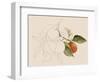 Tangerine Sketch I-Annie Warren-Framed Art Print