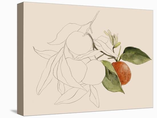Tangerine Sketch I-Annie Warren-Stretched Canvas