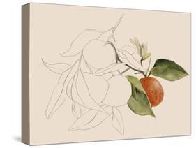 Tangerine Sketch I-Annie Warren-Stretched Canvas