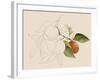 Tangerine Sketch I-Annie Warren-Framed Art Print