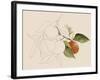 Tangerine Sketch I-Annie Warren-Framed Art Print