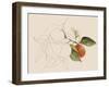 Tangerine Sketch I-Annie Warren-Framed Art Print