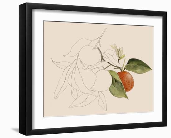 Tangerine Sketch I-Annie Warren-Framed Art Print