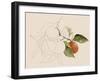 Tangerine Sketch I-Annie Warren-Framed Art Print