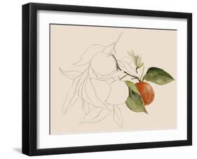 Tangerine Sketch I-Annie Warren-Framed Art Print