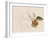 Tangerine Sketch I-Annie Warren-Framed Art Print