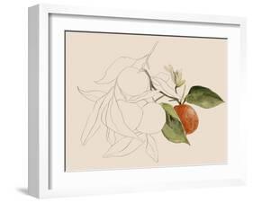 Tangerine Sketch I-Annie Warren-Framed Art Print