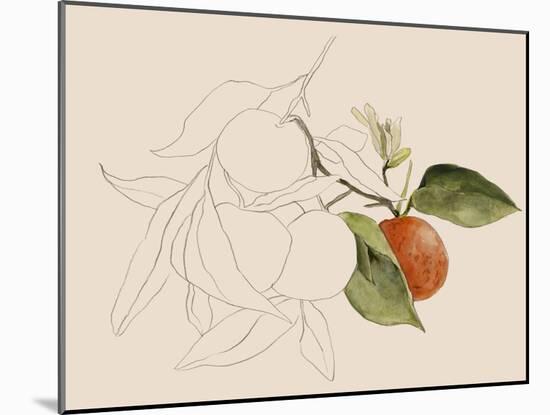Tangerine Sketch I-Annie Warren-Mounted Art Print