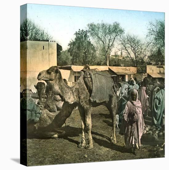 Tangier (Morocco), Camels at the Market (Soko), Circa 1885-Leon, Levy et Fils-Stretched Canvas