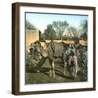 Tangier (Morocco), Camels at the Market (Soko), Circa 1885-Leon, Levy et Fils-Framed Photographic Print