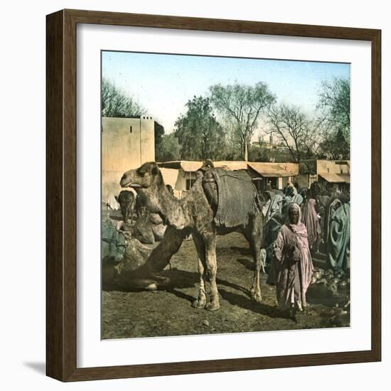 Tangier (Morocco), Camels at the Market (Soko), Circa 1885-Leon, Levy et Fils-Framed Photographic Print