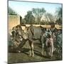 Tangier (Morocco), Camels at the Market (Soko), Circa 1885-Leon, Levy et Fils-Mounted Photographic Print