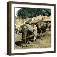 Tangier (Morocco), Camels at the Market (Soko), Circa 1885-Leon, Levy et Fils-Framed Photographic Print