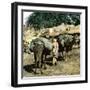 Tangier (Morocco), Camels at the Market (Soko), Circa 1885-Leon, Levy et Fils-Framed Photographic Print