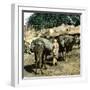 Tangier (Morocco), Camels at the Market (Soko), Circa 1885-Leon, Levy et Fils-Framed Photographic Print