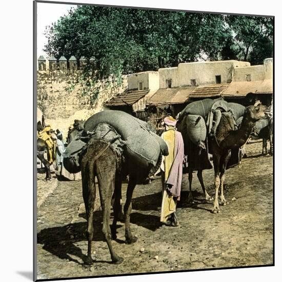 Tangier (Morocco), Camels at the Market (Soko), Circa 1885-Leon, Levy et Fils-Mounted Photographic Print