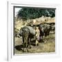 Tangier (Morocco), Camels at the Market (Soko), Circa 1885-Leon, Levy et Fils-Framed Photographic Print