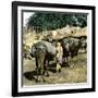 Tangier (Morocco), Camels at the Market (Soko), Circa 1885-Leon, Levy et Fils-Framed Photographic Print