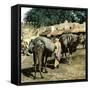 Tangier (Morocco), Camels at the Market (Soko), Circa 1885-Leon, Levy et Fils-Framed Stretched Canvas