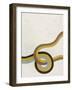 Tangle VIII-Erica J. Vess-Framed Art Print