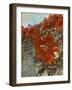 Tangled I-Danielle Harrington-Framed Photographic Print