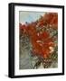 Tangled I-Danielle Harrington-Framed Photographic Print