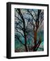 Tangled in Turquoise-Doug Chinnery-Framed Photographic Print