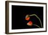 Tango Argentino-Holger Droste-Framed Photographic Print