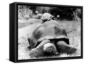 Tank the Giant Tortoise, London Zoo, 180 Kilos, 80 Years Old, on Top is Tiki a Small Tortoise-null-Framed Stretched Canvas