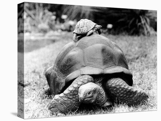 Tank the Giant Tortoise, London Zoo, 180 Kilos, 80 Years Old, on Top is Tiki a Small Tortoise-null-Stretched Canvas