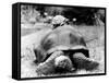 Tank the Giant Tortoise, London Zoo, 180 Kilos, 80 Years Old, on Top is Tiki a Small Tortoise-null-Framed Stretched Canvas