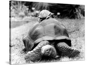Tank the Giant Tortoise, London Zoo, 180 Kilos, 80 Years Old, on Top is Tiki a Small Tortoise-null-Stretched Canvas