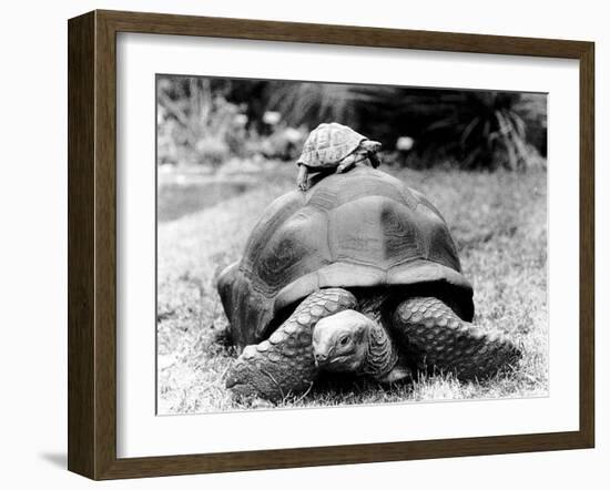 Tank the Giant Tortoise, London Zoo, 180 Kilos, 80 Years Old, on Top is Tiki a Small Tortoise-null-Framed Premium Photographic Print