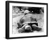 Tank the Giant Tortoise, London Zoo, 180 Kilos, 80 Years Old, on Top is Tiki a Small Tortoise-null-Framed Premium Photographic Print