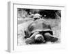 Tank the Giant Tortoise, London Zoo, 180 Kilos, 80 Years Old, on Top is Tiki a Small Tortoise-null-Framed Premium Photographic Print